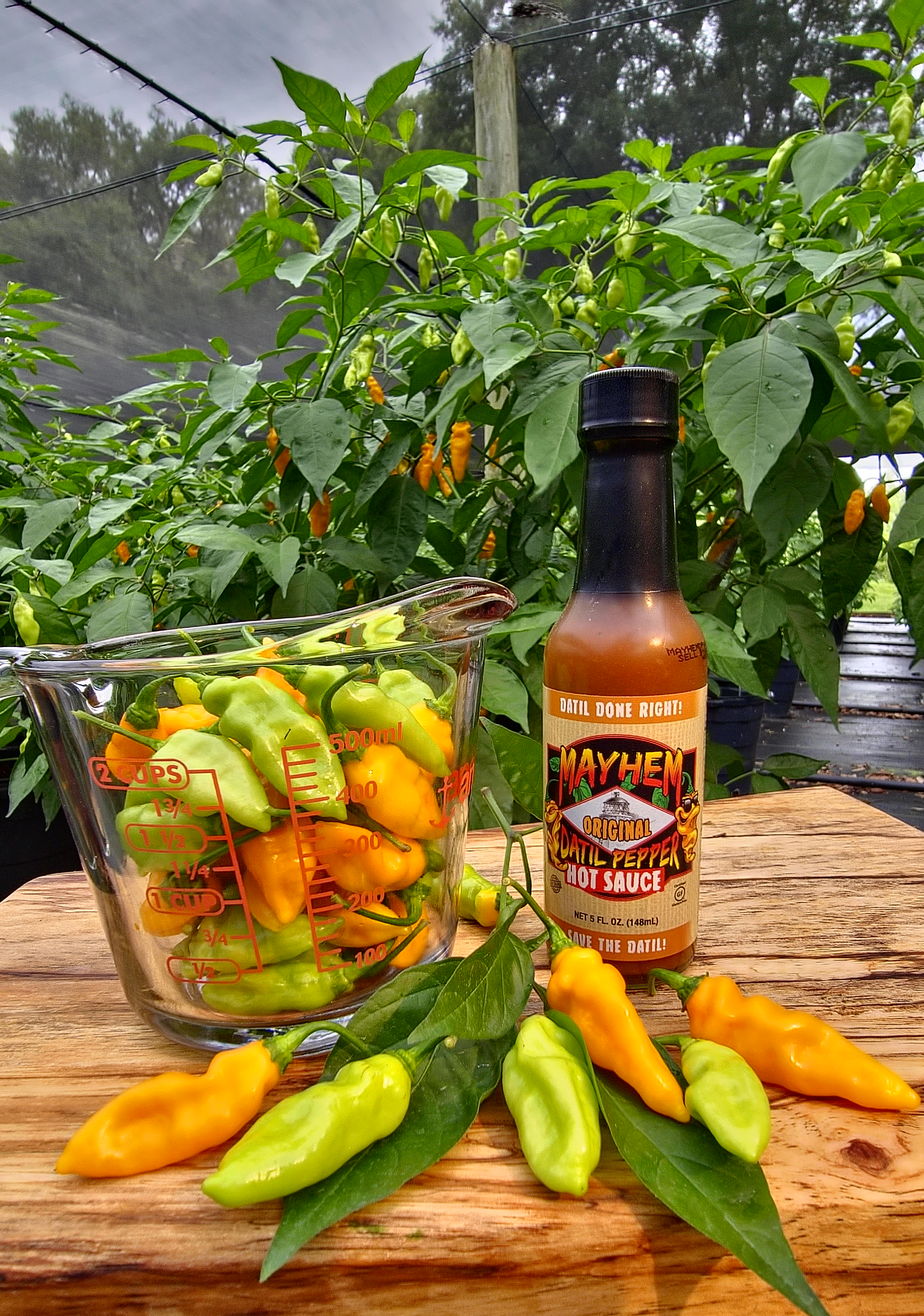 1/4 lbs. Fresh Mayhem Datil Peppers + Free Mayhem Sauce - HS