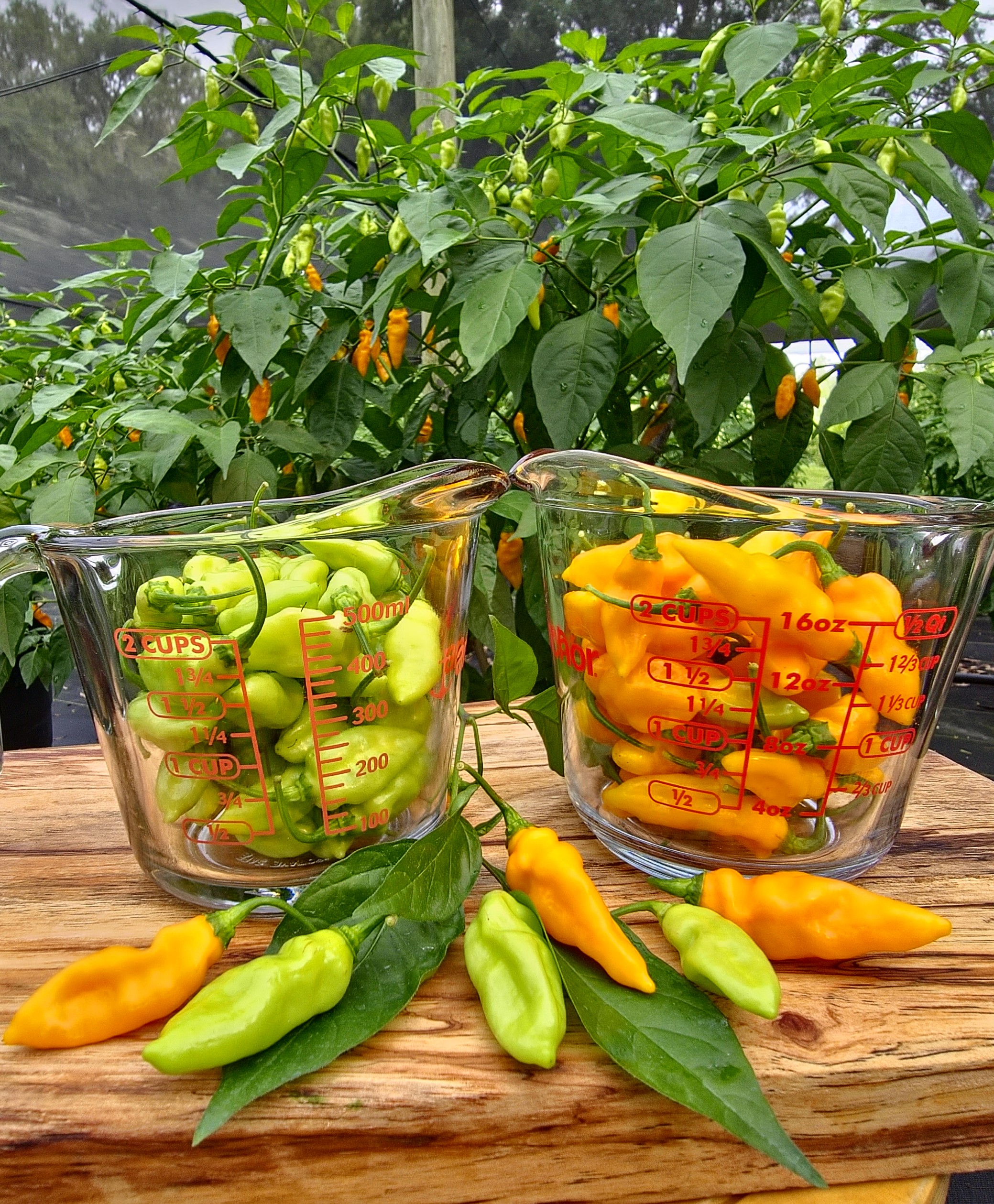 Pecan Craft Kitchen Datil Pepper Specials