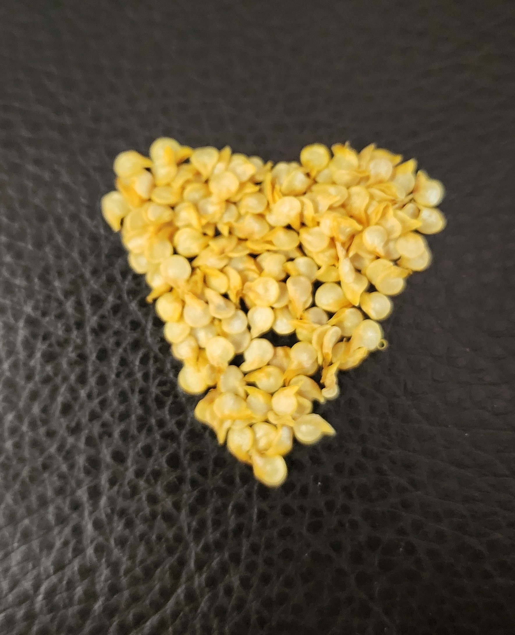 3 X 25- Heirloom Datil Pepper Seeds + FREE Mayhem Hot Sauce