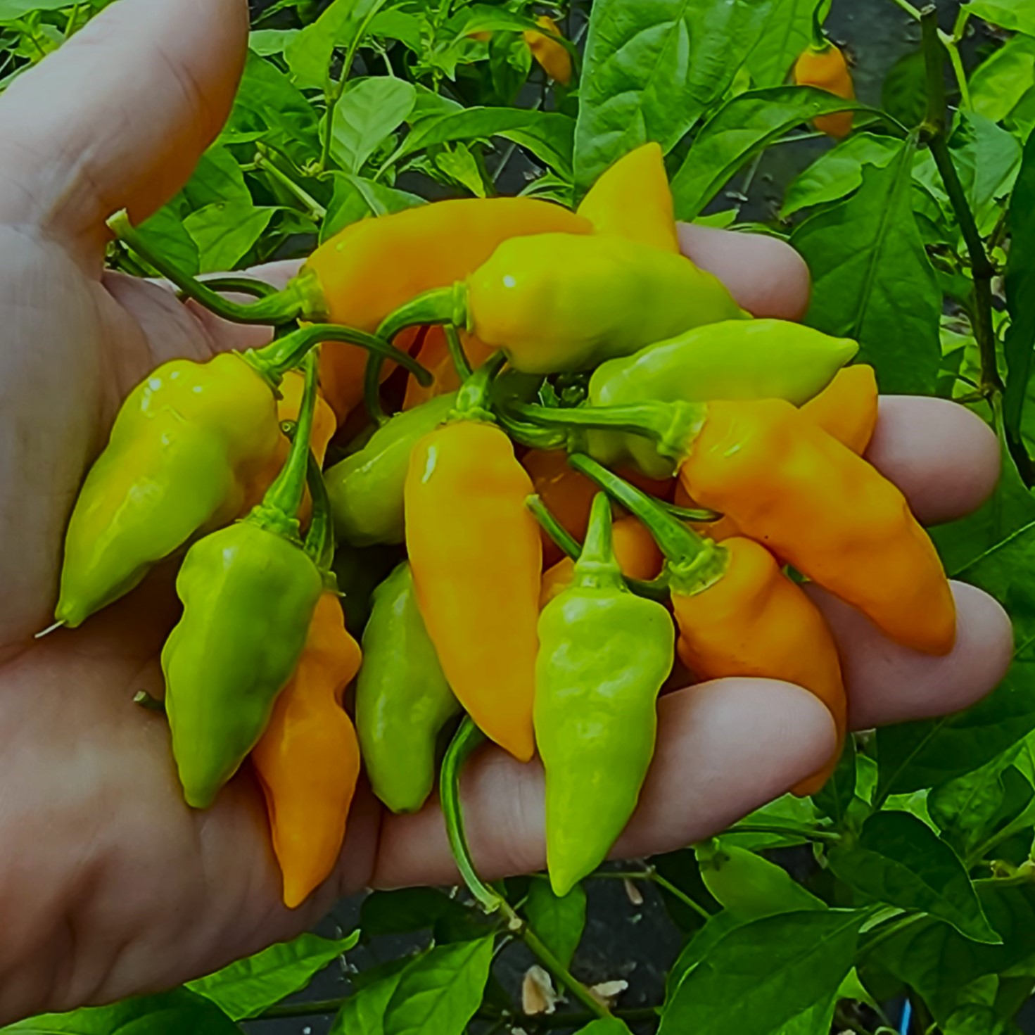 5 lbs. Fresh Mayhem Datil Peppers + Free Mayhem Sauce - EPP