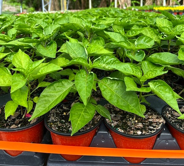 4" Heirloom Datil Pepper Plant