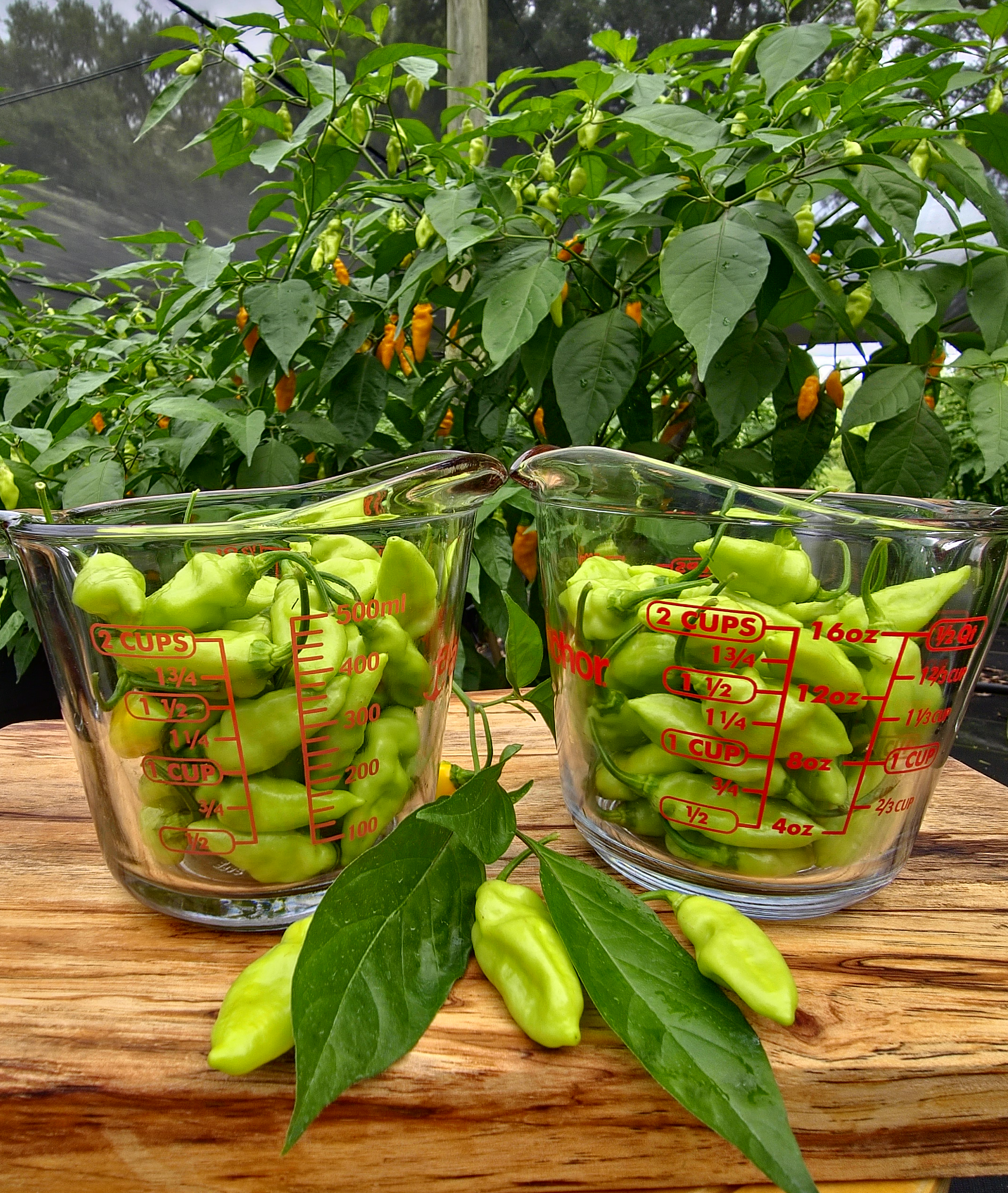 5 lbs. Fresh Mayhem Datil Peppers + Free Mayhem Sauce - EPP