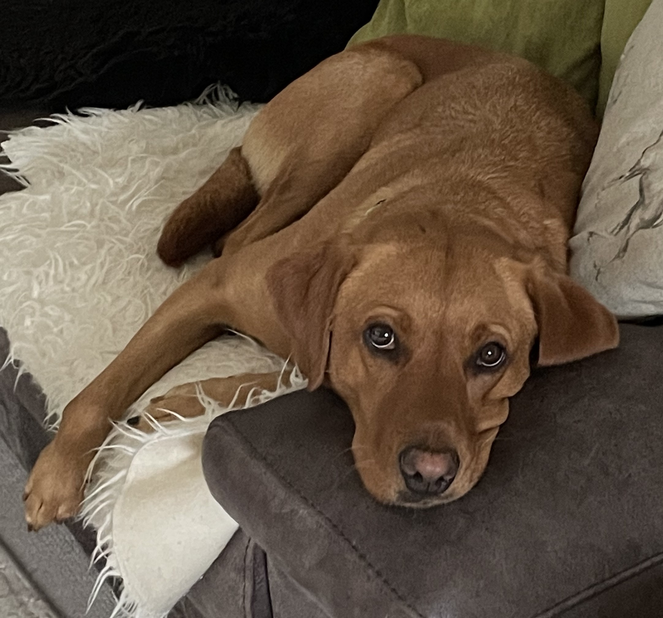 Is your dog bored??