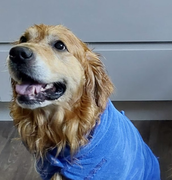 Nervous Around Dogs?