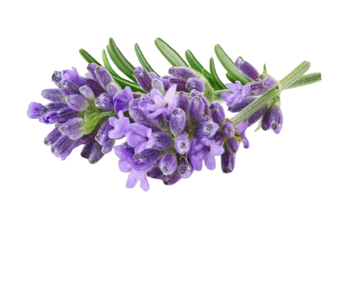 Ylang Ylang Lavender 