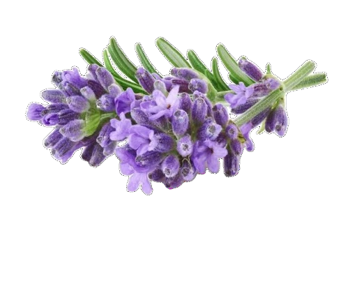 Lavender Serenity Bloom SKU 128