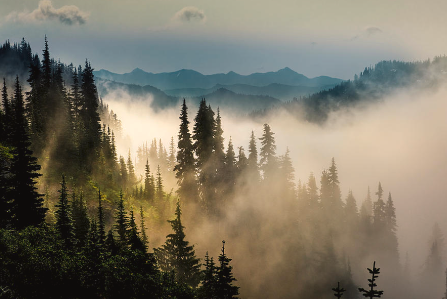 Mountain Mist