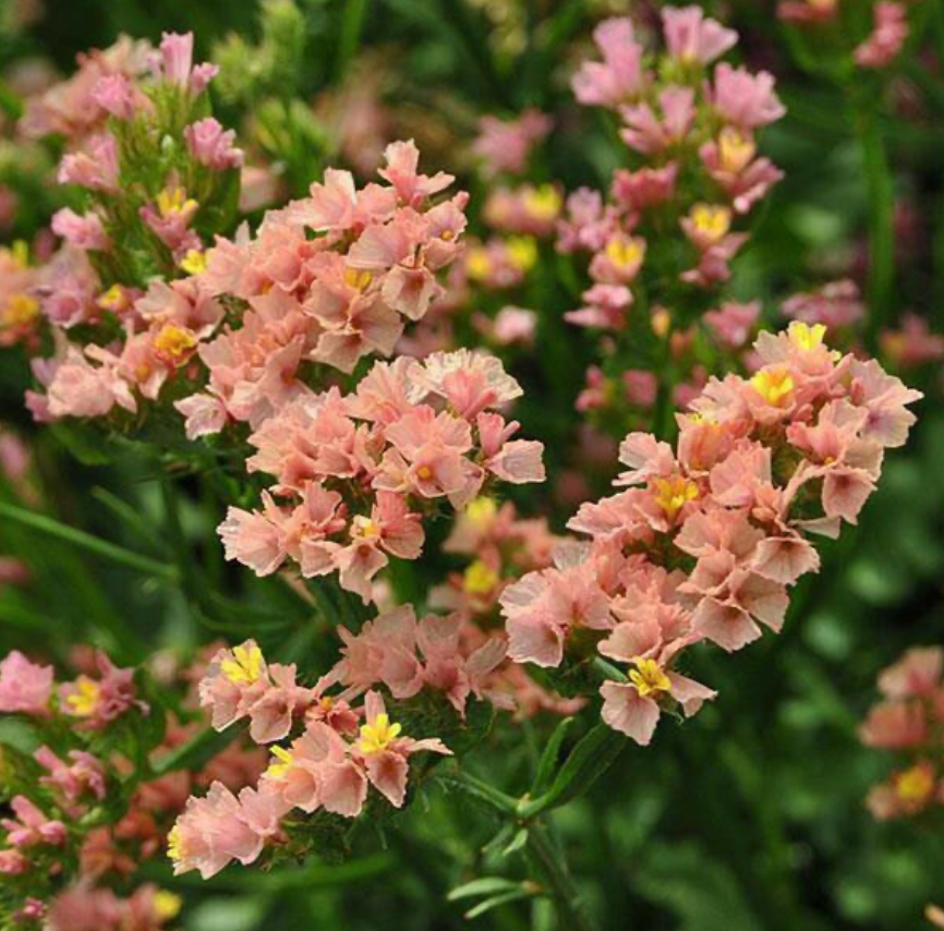 Soft Apricot Essence