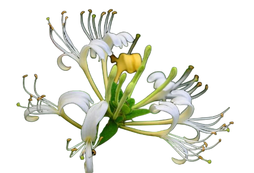 Honeysuckle Bloom