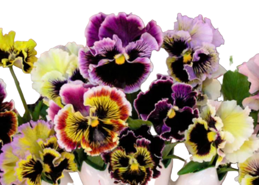 Victorian Blossom