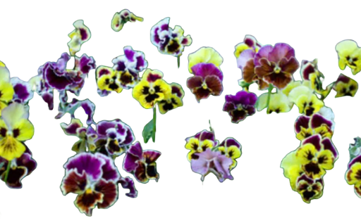 Victorian Blossom