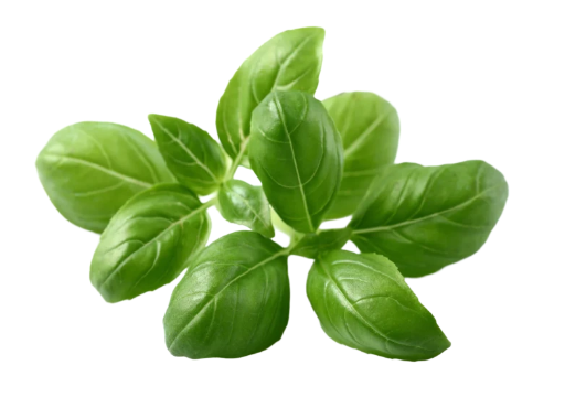 Basil Spearmint Garden
