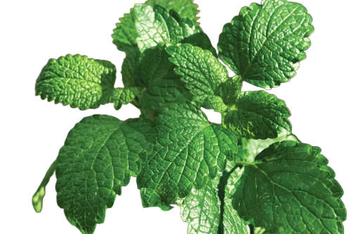 Basil Spearmint Garden