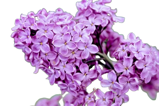 Lilac Serenade