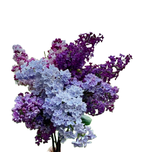 Lilac Serenade