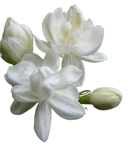 Jasmine Veil