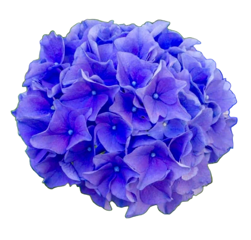 Velvet Hydrangea
