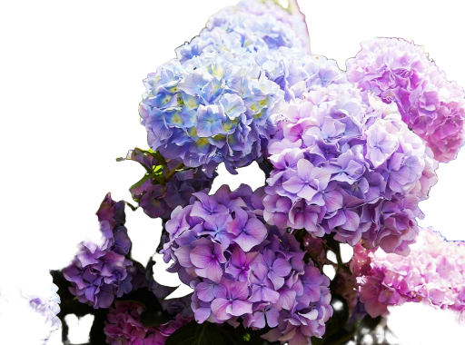 Velvet Hydrangea