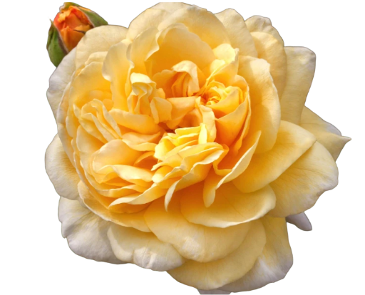 Mystic Moon Roses 