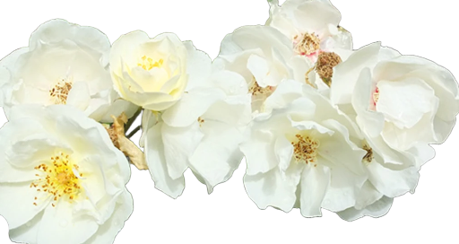 Mystic Moon Roses 