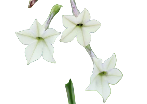 Tobacco Blossom Essence