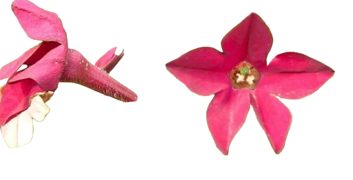 Tobacco Blossom Essence