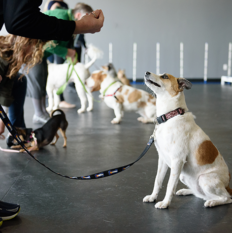 Intermediate Classes