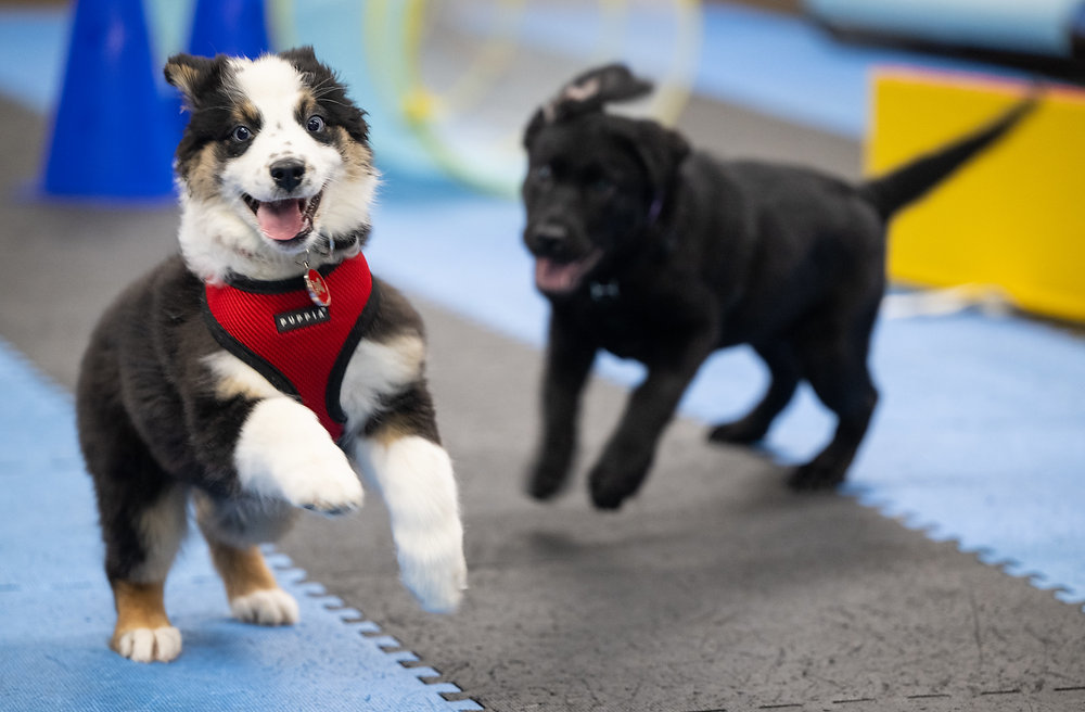 Puppy Classes