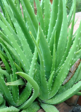 Aloe Vera Plant