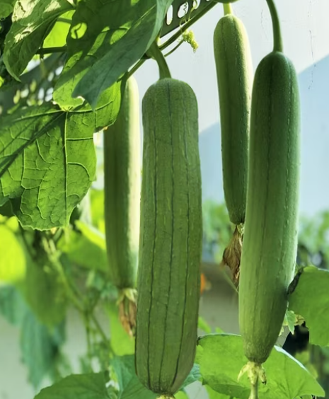 Vegetable plant