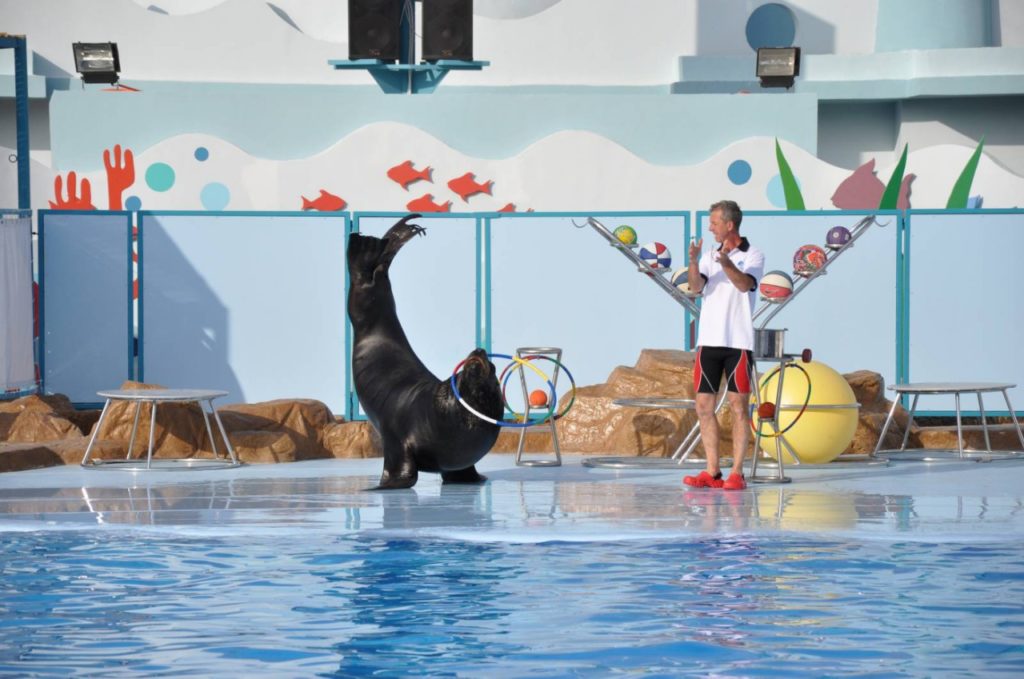 Экскурсия на шоу дельфинов в дельфинарии Хургады