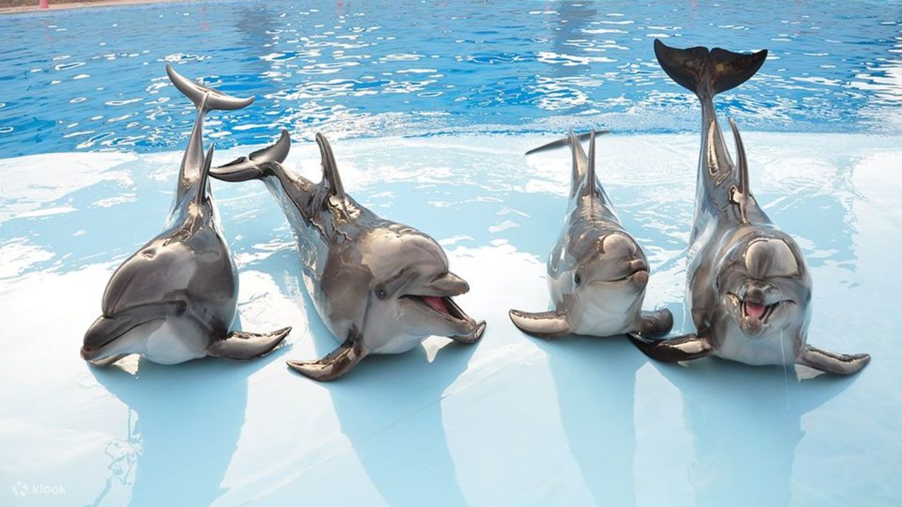 Экскурсия на шоу дельфинов в дельфинарии Хургады