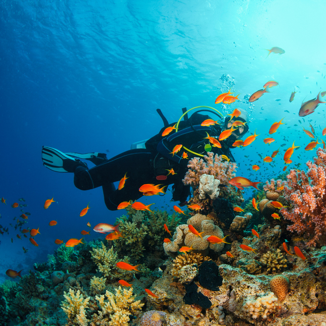 Dolphin Island Scuba & Watersports Combo (North Goa)