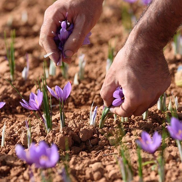 Pistilo de acafrao (MA Saffron)