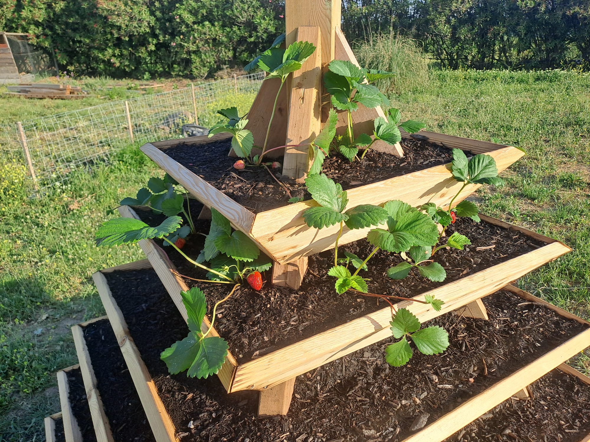 Tour a Fraise et/ou Fleurs
