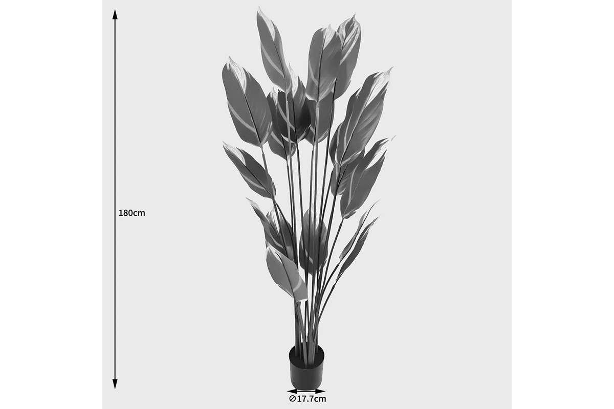 Διακοσμητικό φυτό 180cm