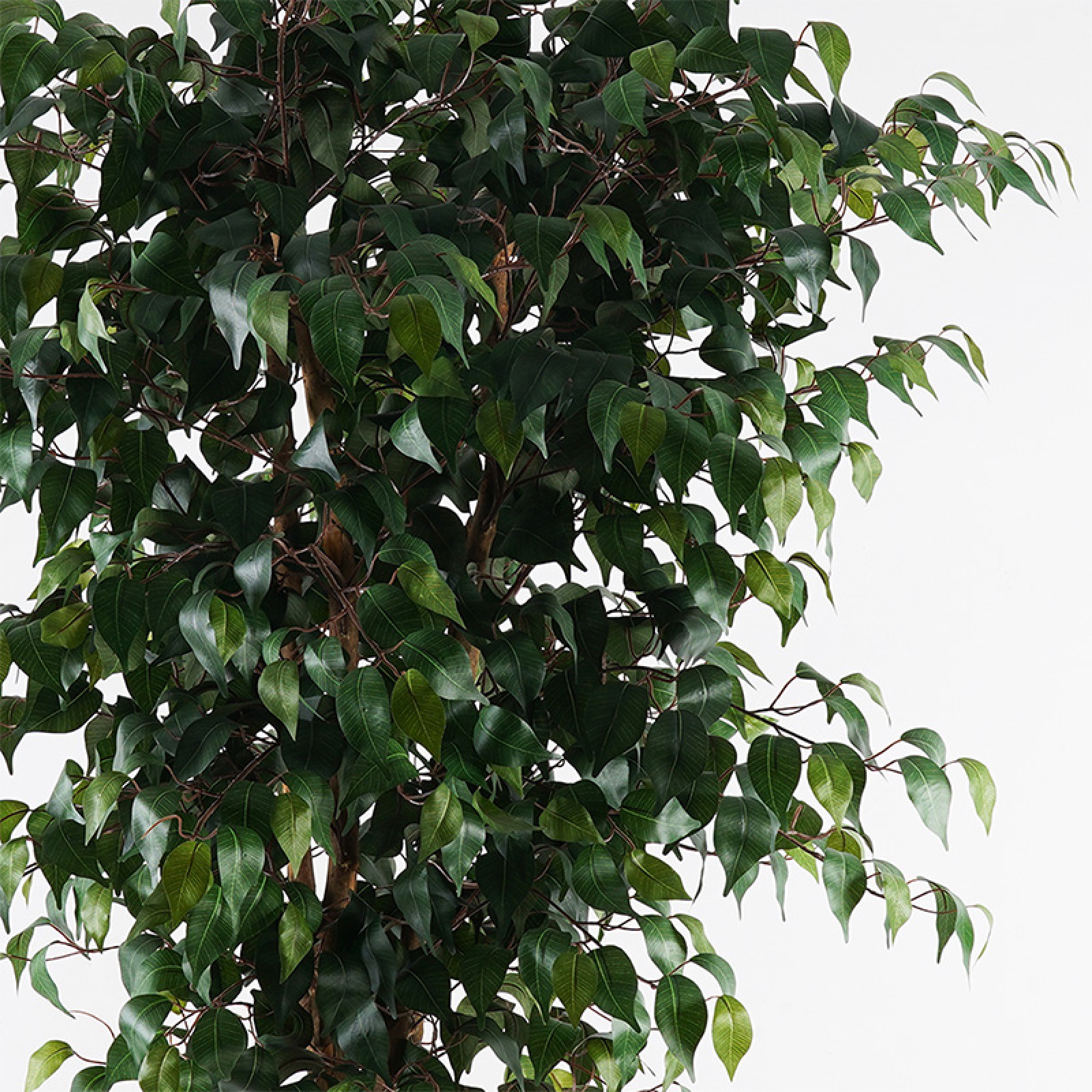 Διακοσμητικό φυτό 180cm 