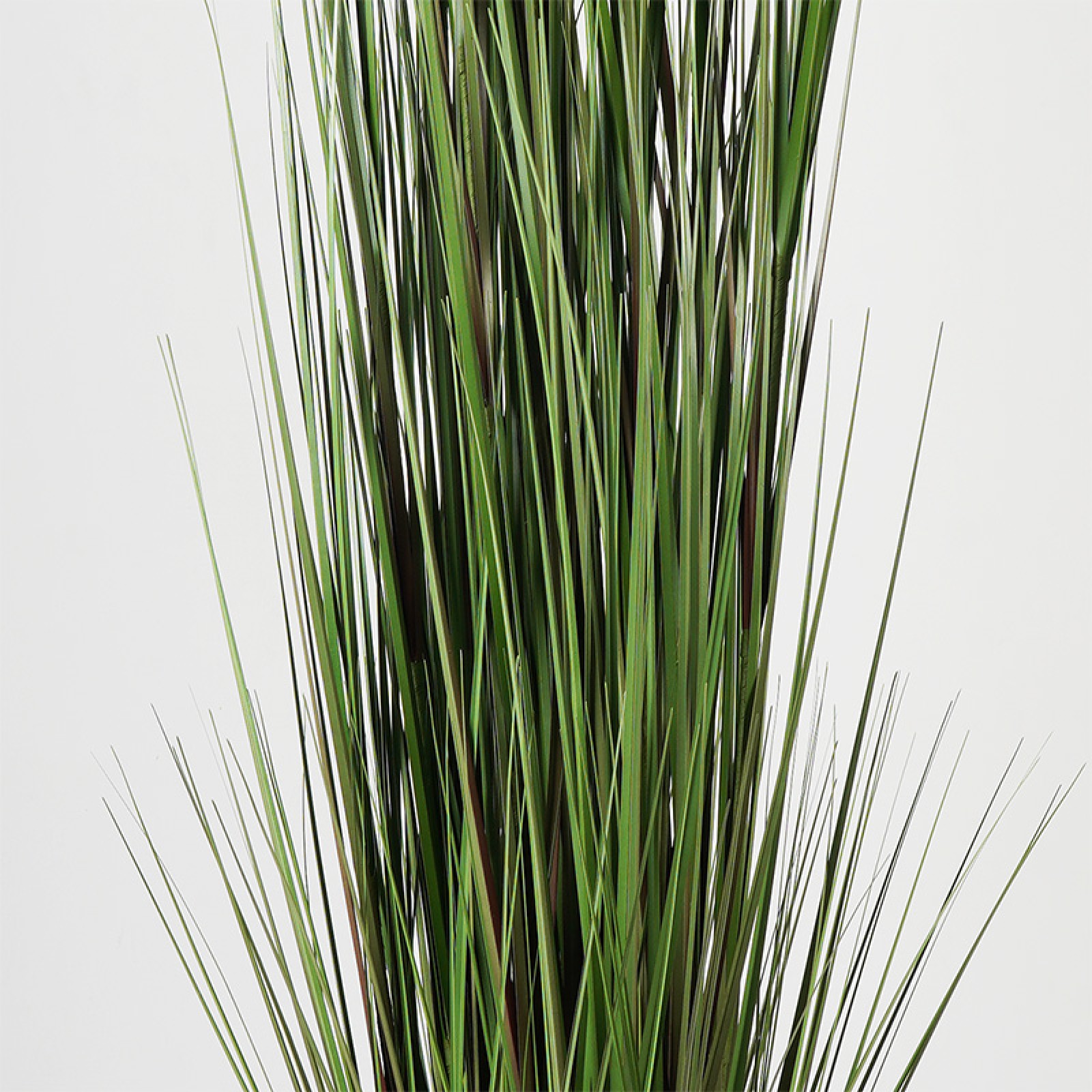 Διακοσμητικό φυτό 150cm