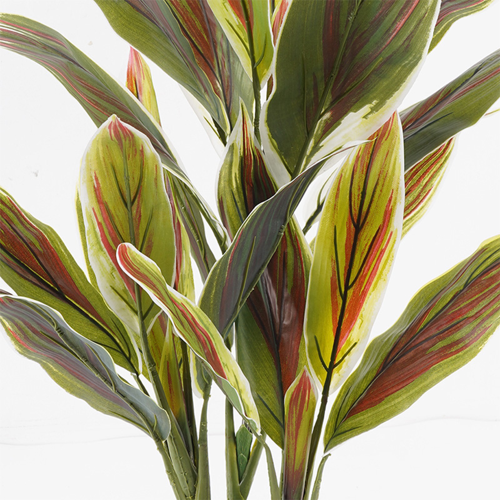 Διακοσμητικό φυτό 80cm