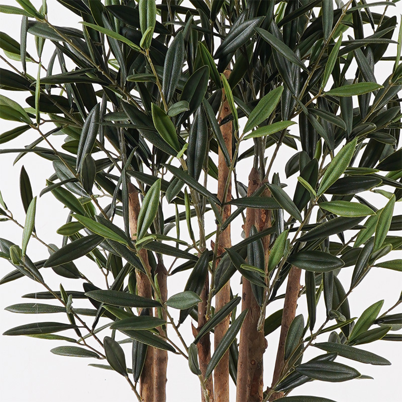 Διακοσμητικό φυτό 120cm