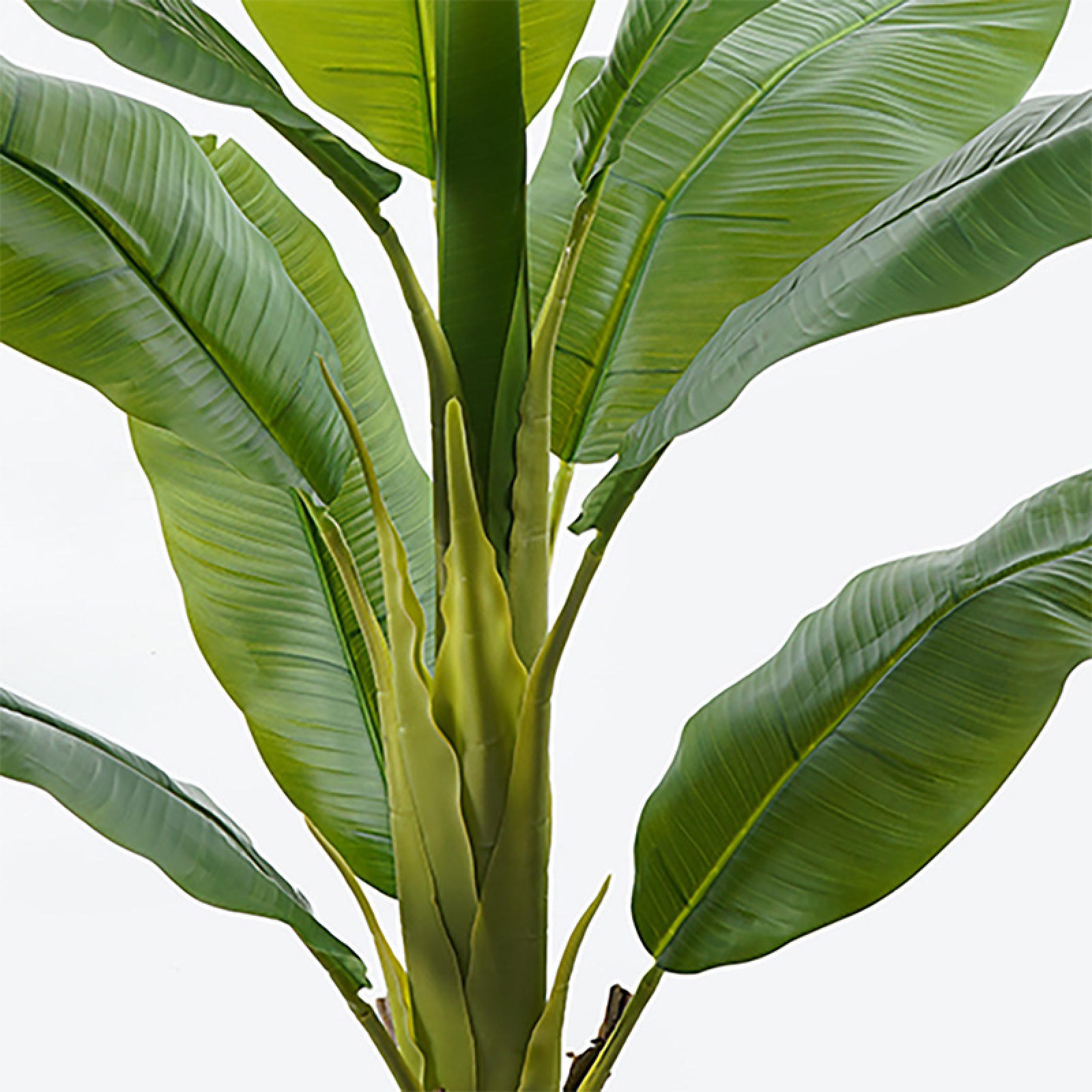 Διακοσμητικό φυτό 160cm