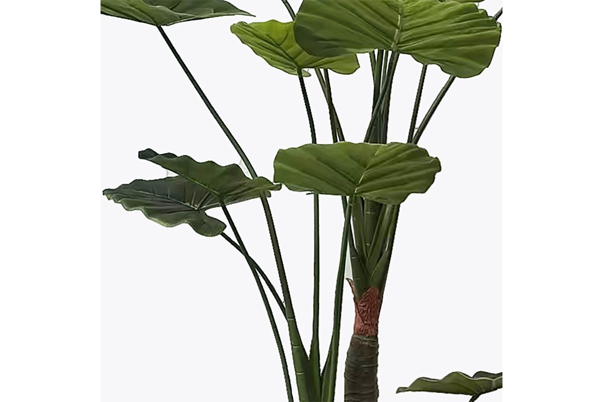 Διακοσμητικό φυτό 180cm