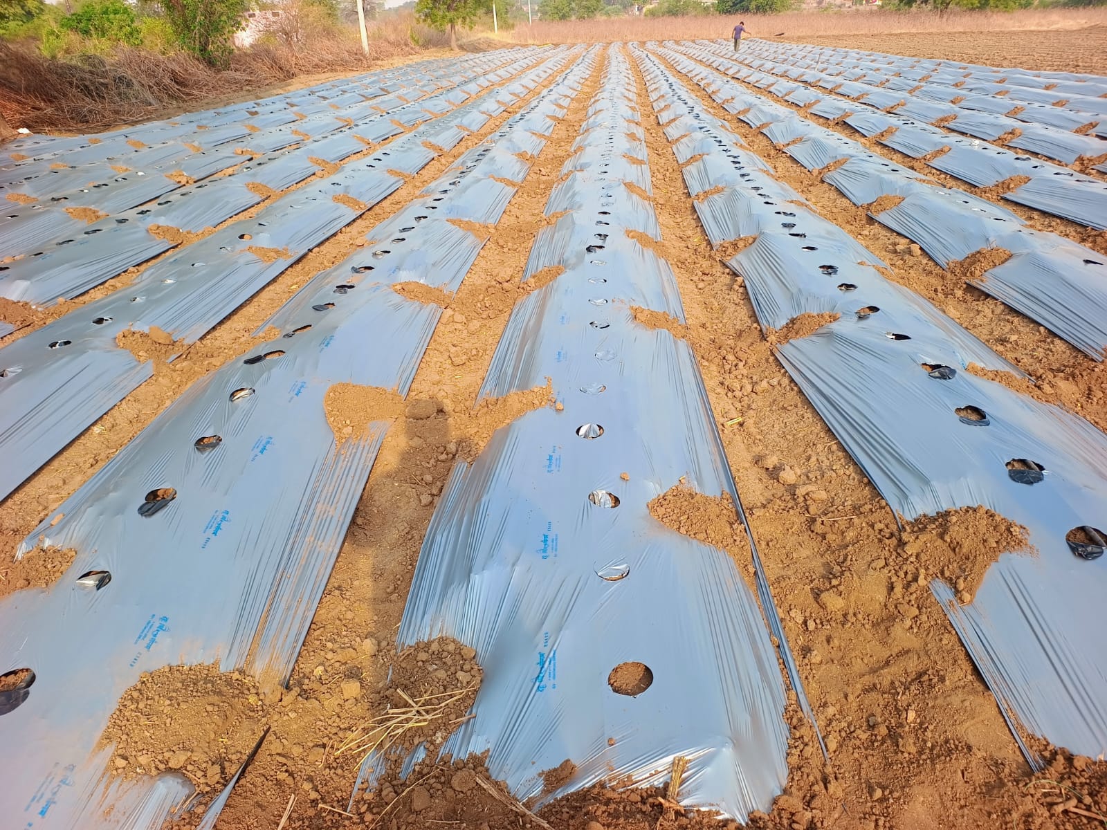 Agricultural Plastic Mulch Film