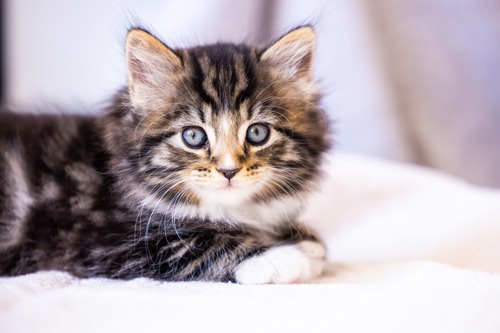 Kitten