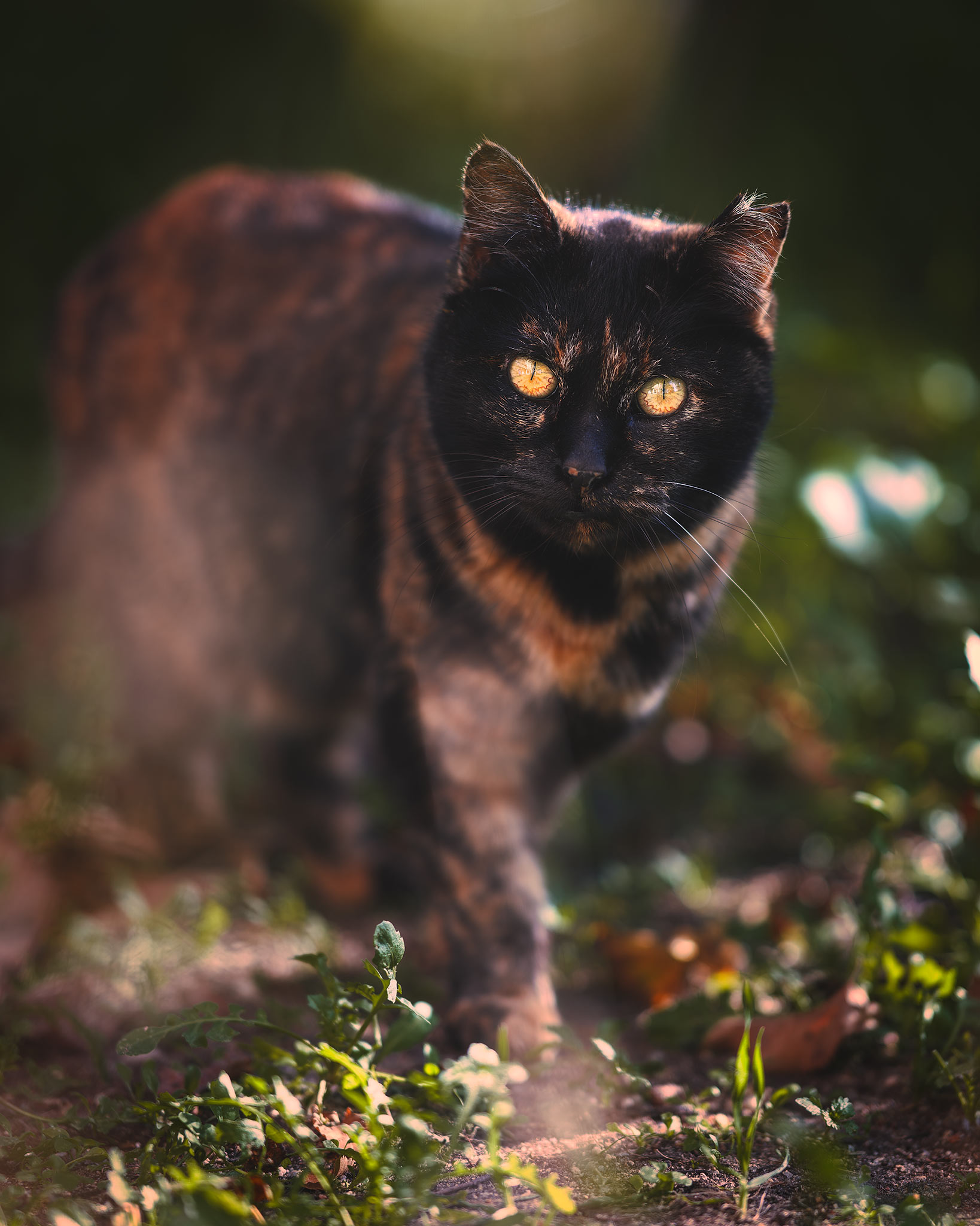 Tortoiseshell Cat