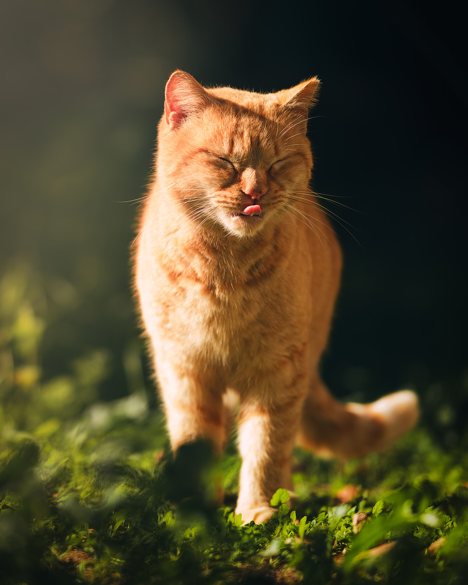 Ginger Cat 3