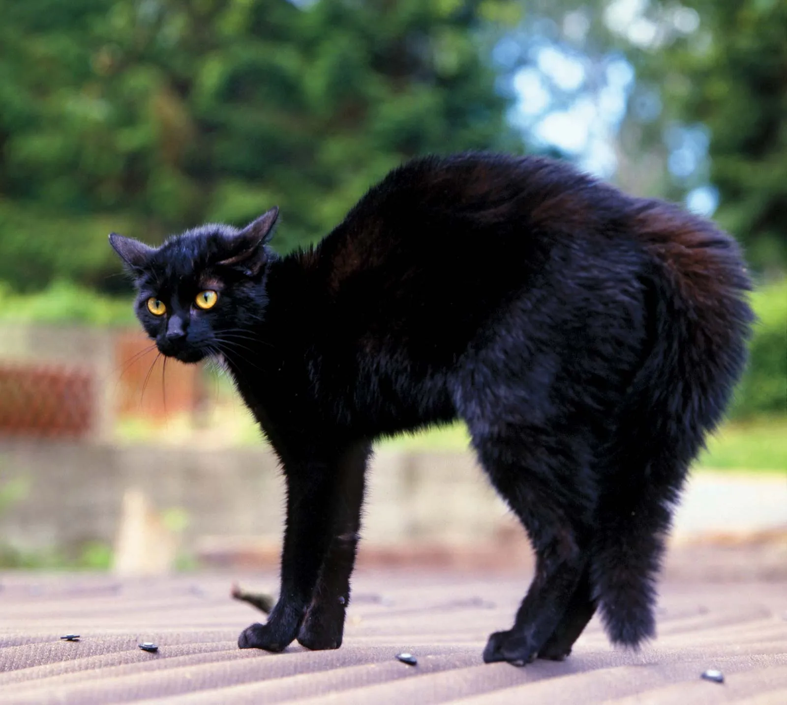 Black Cat (Gift card)