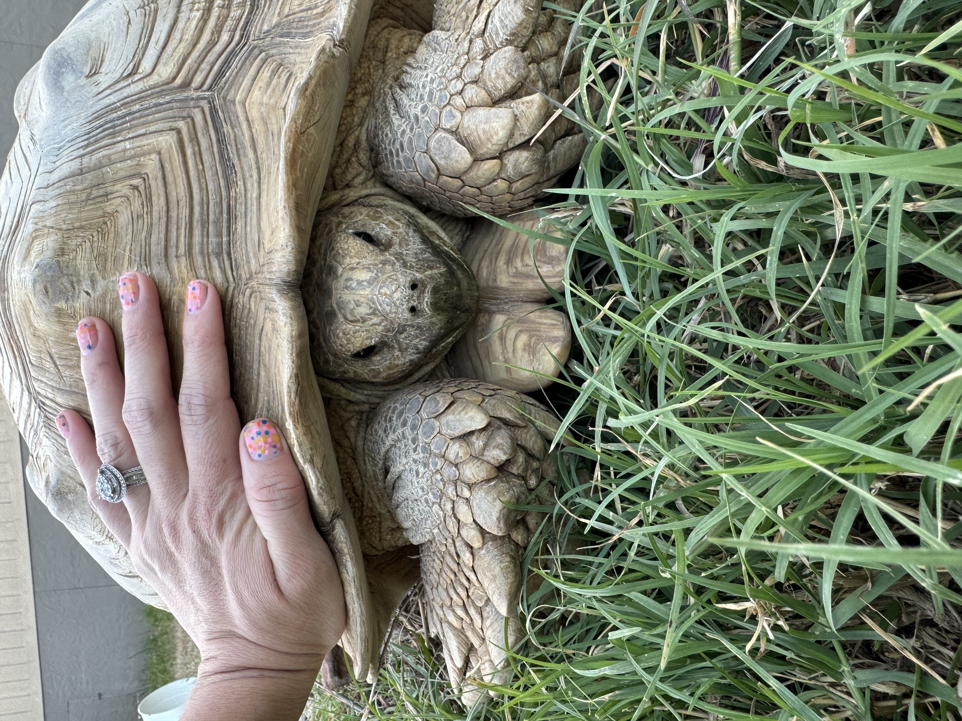 Support the Animals!