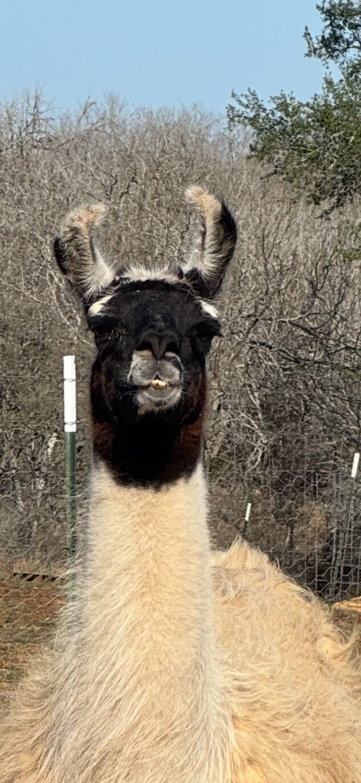 Support the Animals!