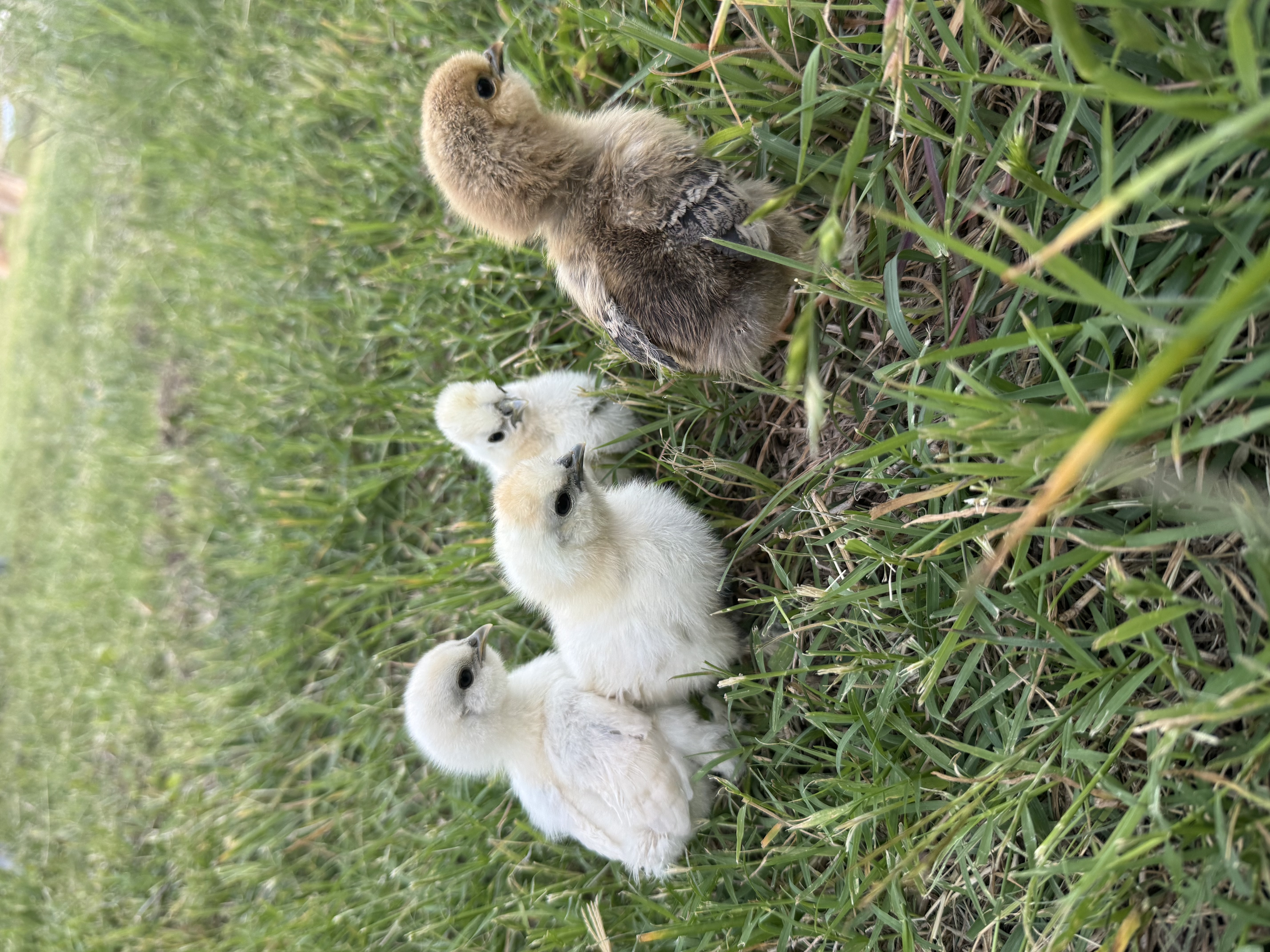 Support the Animals!